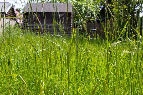 Overgrown Lawn Trimming in Sandy