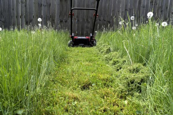 High Grass Mowing in Sandy