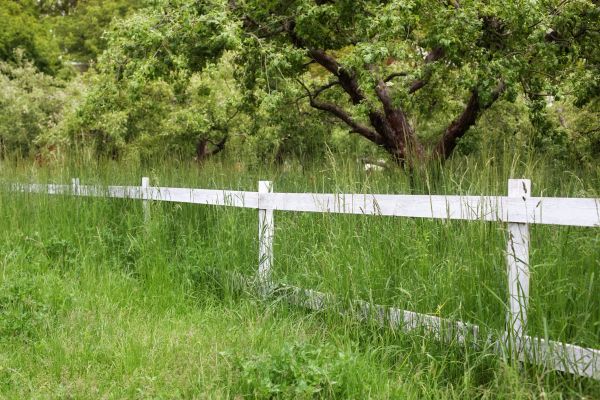 Fence Line Trimming in Sandy